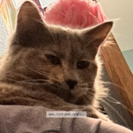 Photo 1/1 Patches Chat lost in Mesa