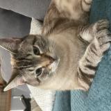 Picture of cat lost at Mauguio