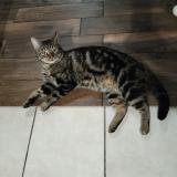 Picture of cat lost at Bonnemain
