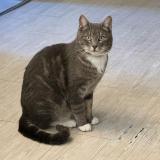 Picture of cat lost at Fresnay En Retz