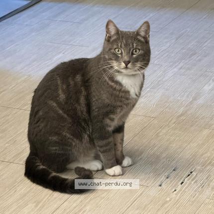 Photo 1/1 Tipi Chat lost in Fresnay en retz