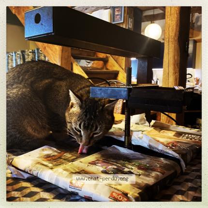 Photo 1/1 Charlot Chat lost in Onnens