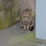 Picture of cat found at Paris