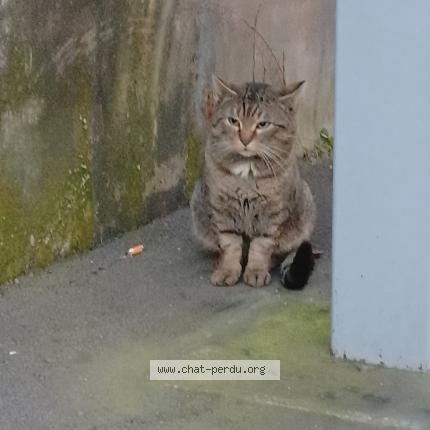 Photo 1/5 Found cat Found in Paris