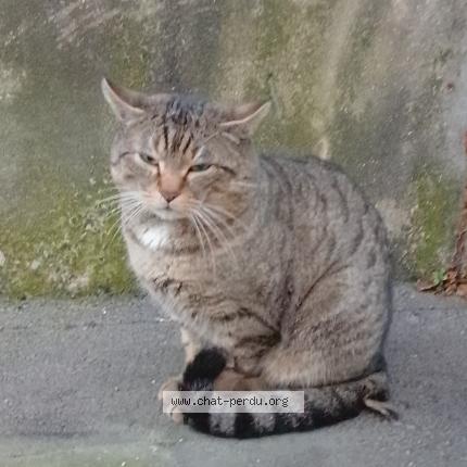 Photo 2/5 Found cat Found in Paris
