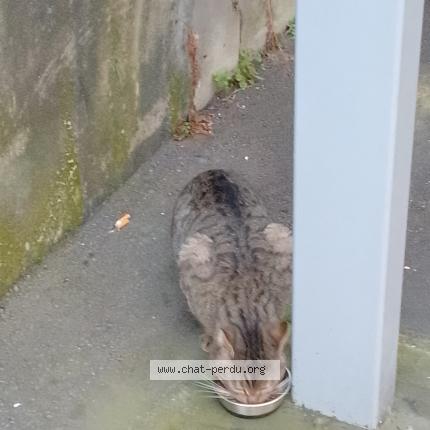 Photo 3/5 Found cat Found in Paris