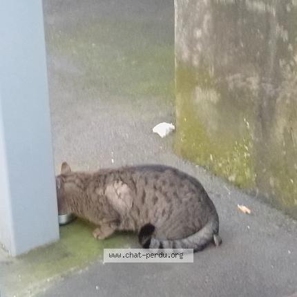 Photo 4/5 Found cat Found in Paris