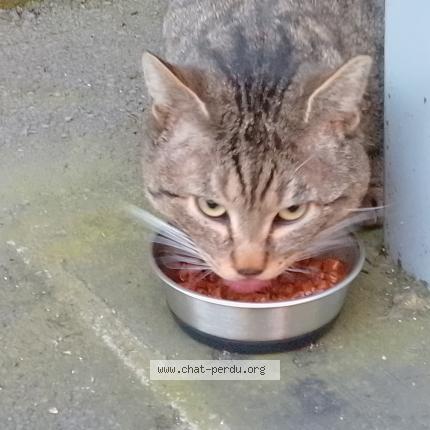 Photo 5/5 Found cat Found in Paris