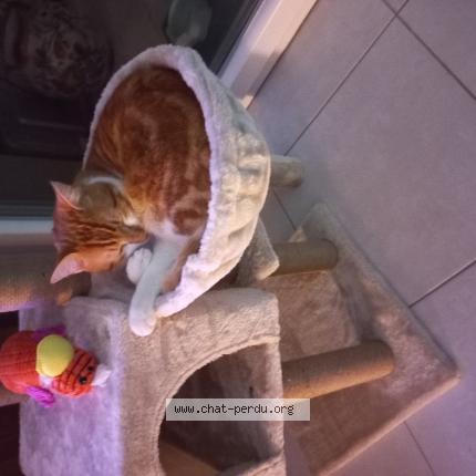 Photo 1/1 Tazou Chat lost in Milhaud