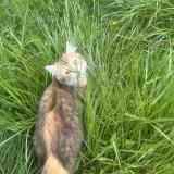 Picture of cat lost at Bourg Et Comin