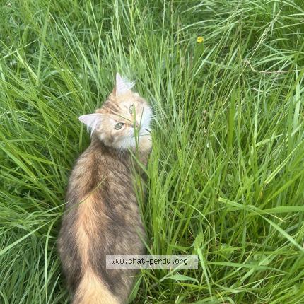 Photo 1/1 Aloco Chat lost in Bourg et comin