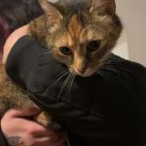 Picture of cat found at Echenoz La Meline