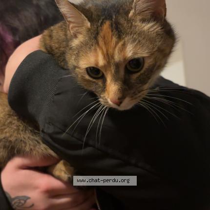 Photo 1/1 Found cat Found in Echenoz la meline