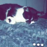 Picture of cat lost at Witry Les Reims