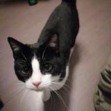 Picture of cat lost at Dourges