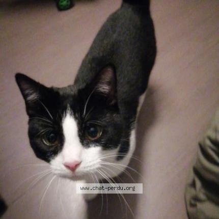 Photo 1/2 Oreo Chat lost in Dourges