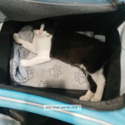 Photo 2/2 Oreo Chat lost in Dourges