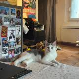 Picture of cat found at Montpellier