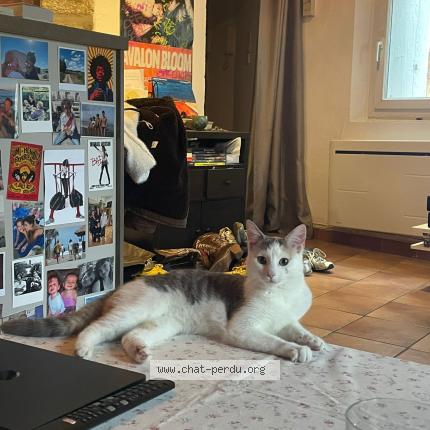 Photo 1/1 Found cat Found in Montpellier