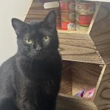 Picture of cat lost at San Antonio