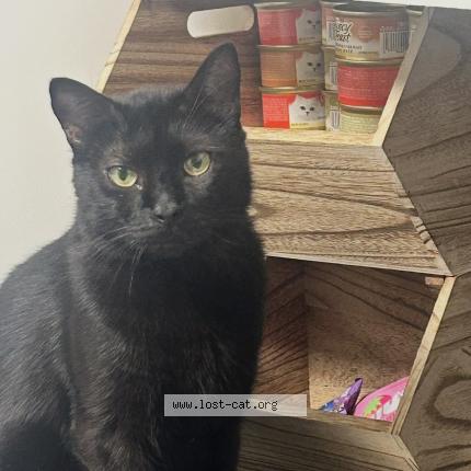 Photo 1/1 mylo Chat lost in San antonio