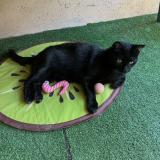 Picture of cat lost at Marseille