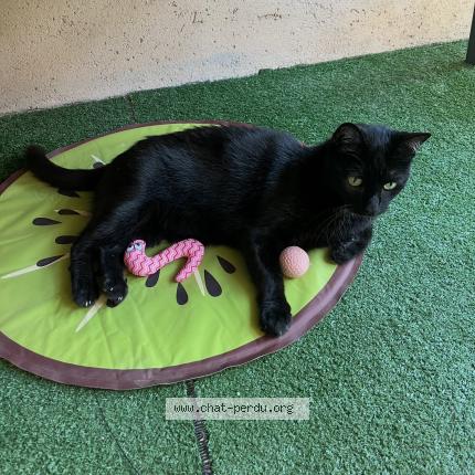 Photo 1/1 Weedo Chat lost in Marseille