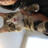 Picture of cat found at Franklin