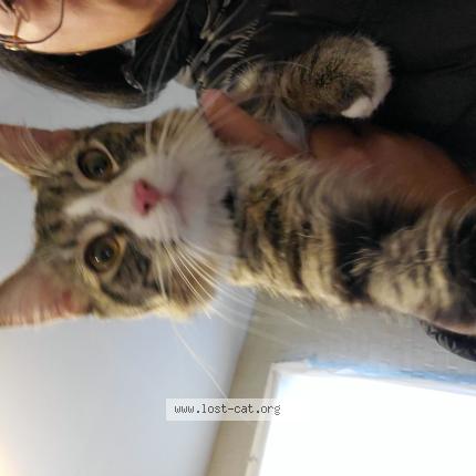Photo 1/1 Found cat Found in Franklin