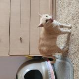 Picture of cat lost at Fort Worth