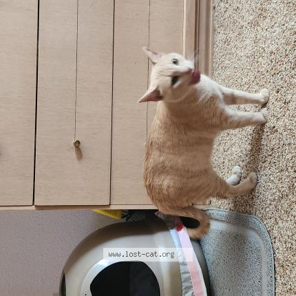 Photo 1/1 Nala Chat lost in Fort worth