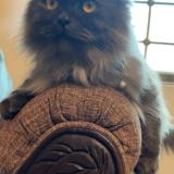 Picture of cat lost at Islamabad