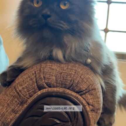 Photo 1/1 Coco Chat lost in Islamabad