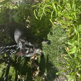 Picture of cat lost at Spring Valley