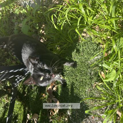 Photo 1/1 Stevie Chat lost in Spring valley