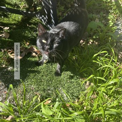 Photo 1/1 Stevie Cat lost in Spring Valley