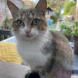 Picture of cat found at Hersin Coupigny