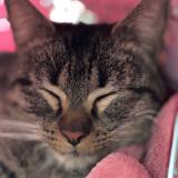 Picture of cat found at Las Vegas