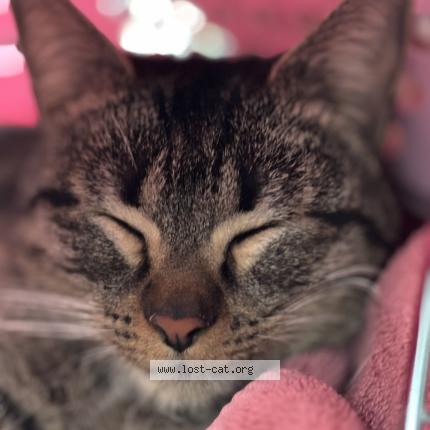 Photo 1/1 Found cat Found in Las vegas