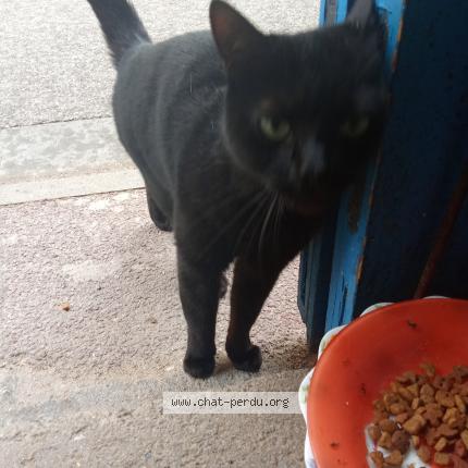 Photo 1/1 Found cat Found in La palme