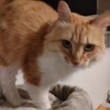 Picture of cat lost at Nantes