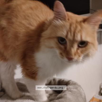 Photo 1/1 Haku Chat lost in Nantes