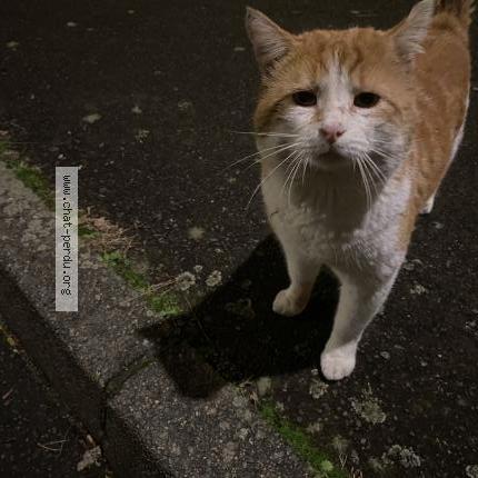 Photo 1/1 Found cat Found in Le mans