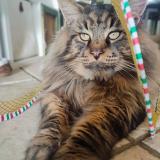 Picture of cat lost at Saint Ybars