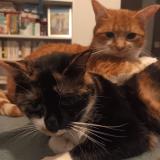 Picture of cat lost at Toulouse