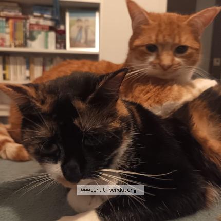 Photo 1/1 Toupou Chat lost in Toulouse