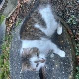 Picture of cat found at Herve