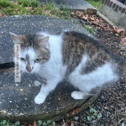 Foto 1/1 Kat gevonden Gevonden in Herve
