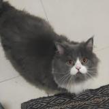 Picture of cat lost at Bareilly