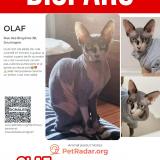 Picture of cat lost at Ayeneux Soumagne